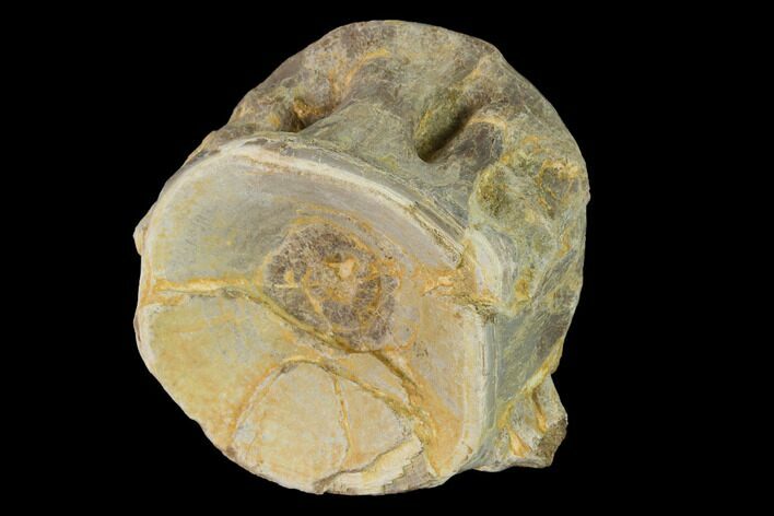 Fossil Xiphactinus (Cretaceous Fish) Vertebra - Kansas #142490